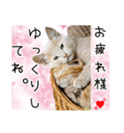 おすすめ☆可愛すぎる！ネコちゃんねる（個別スタンプ：1）