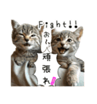 おすすめ☆可愛すぎる！ネコちゃんねる（個別スタンプ：2）