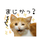 おすすめ☆可愛すぎる！ネコちゃんねる（個別スタンプ：3）