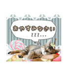 おすすめ☆可愛すぎる！ネコちゃんねる（個別スタンプ：4）