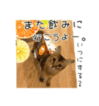 おすすめ☆可愛すぎる！ネコちゃんねる（個別スタンプ：5）