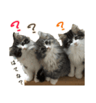 おすすめ☆可愛すぎる！ネコちゃんねる（個別スタンプ：6）