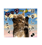 おすすめ☆可愛すぎる！ネコちゃんねる（個別スタンプ：7）