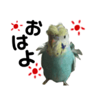 インコのキャス君＆ムーちゃん（個別スタンプ：1）