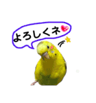 インコのキャス君＆ムーちゃん（個別スタンプ：2）
