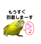 インコのキャス君＆ムーちゃん（個別スタンプ：7）