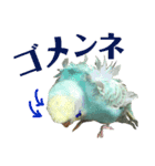 インコのキャス君＆ムーちゃん（個別スタンプ：9）