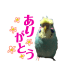 インコのキャス君＆ムーちゃん（個別スタンプ：10）