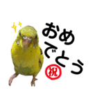 インコのキャス君＆ムーちゃん（個別スタンプ：11）