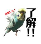 インコのキャス君＆ムーちゃん（個別スタンプ：12）