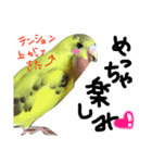 インコのキャス君＆ムーちゃん（個別スタンプ：13）