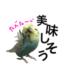 インコのキャス君＆ムーちゃん（個別スタンプ：14）