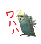インコのキャス君＆ムーちゃん（個別スタンプ：16）