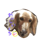 てんてん vol.1（個別スタンプ：1）