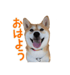 柴犬ちぽ（個別スタンプ：1）