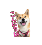 柴犬ちぽ（個別スタンプ：2）