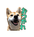 柴犬ちぽ（個別スタンプ：3）