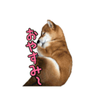 柴犬ちぽ（個別スタンプ：4）