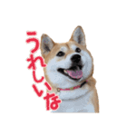 柴犬ちぽ（個別スタンプ：5）