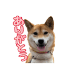 柴犬ちぽ（個別スタンプ：6）