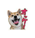 柴犬ちぽ（個別スタンプ：7）