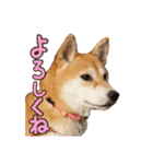 柴犬ちぽ（個別スタンプ：8）