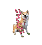 柴犬ちぽ（個別スタンプ：9）
