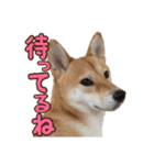柴犬ちぽ（個別スタンプ：11）
