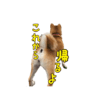 柴犬ちぽ（個別スタンプ：12）