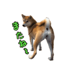 柴犬ちぽ（個別スタンプ：13）
