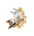 柴犬ちぽ（個別スタンプ：14）