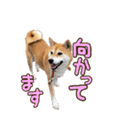 柴犬ちぽ（個別スタンプ：15）