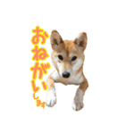 柴犬ちぽ（個別スタンプ：16）