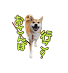 柴犬ちぽ（個別スタンプ：17）