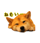 柴犬ちぽ（個別スタンプ：18）