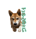 柴犬ちぽ（個別スタンプ：19）