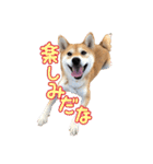 柴犬ちぽ（個別スタンプ：20）