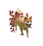 柴犬ちぽ（個別スタンプ：21）