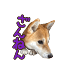 柴犬ちぽ（個別スタンプ：22）