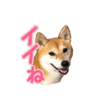 柴犬ちぽ（個別スタンプ：23）