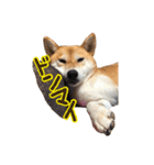 柴犬ちぽ（個別スタンプ：24）