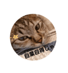にゃんこ、uniの日常（個別スタンプ：13）