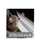 にゃんこ、uniの日常（個別スタンプ：14）
