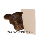 にゃんこ、uniの日常（個別スタンプ：15）