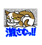 猫とりどり2（個別スタンプ：18）