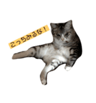 我が家の猫達♪（個別スタンプ：1）