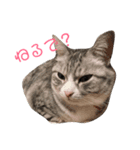 我が家の猫達♪（個別スタンプ：2）
