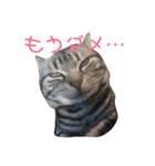 我が家の猫達♪（個別スタンプ：3）