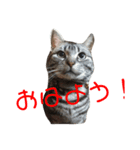 我が家の猫達♪（個別スタンプ：4）