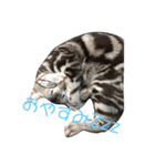 我が家の猫達♪（個別スタンプ：5）